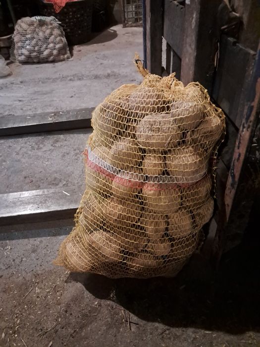 Ziemniak jadalny Jurek