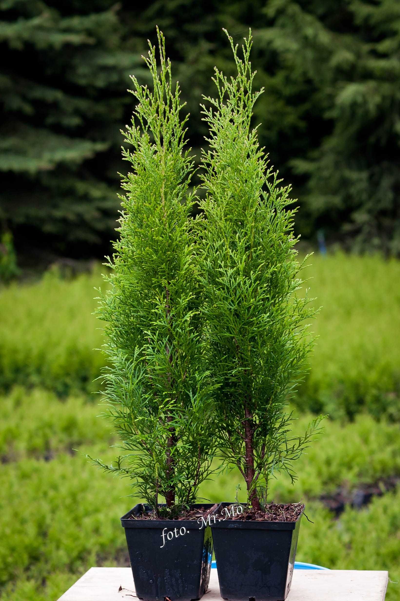 Tuje Tuja Szmaragd zielone THUJA OCCIDENTALIS 45cm 55 cm