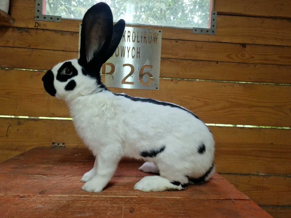 królik olbrzym srokacz osc samiec 1.0 rodowód