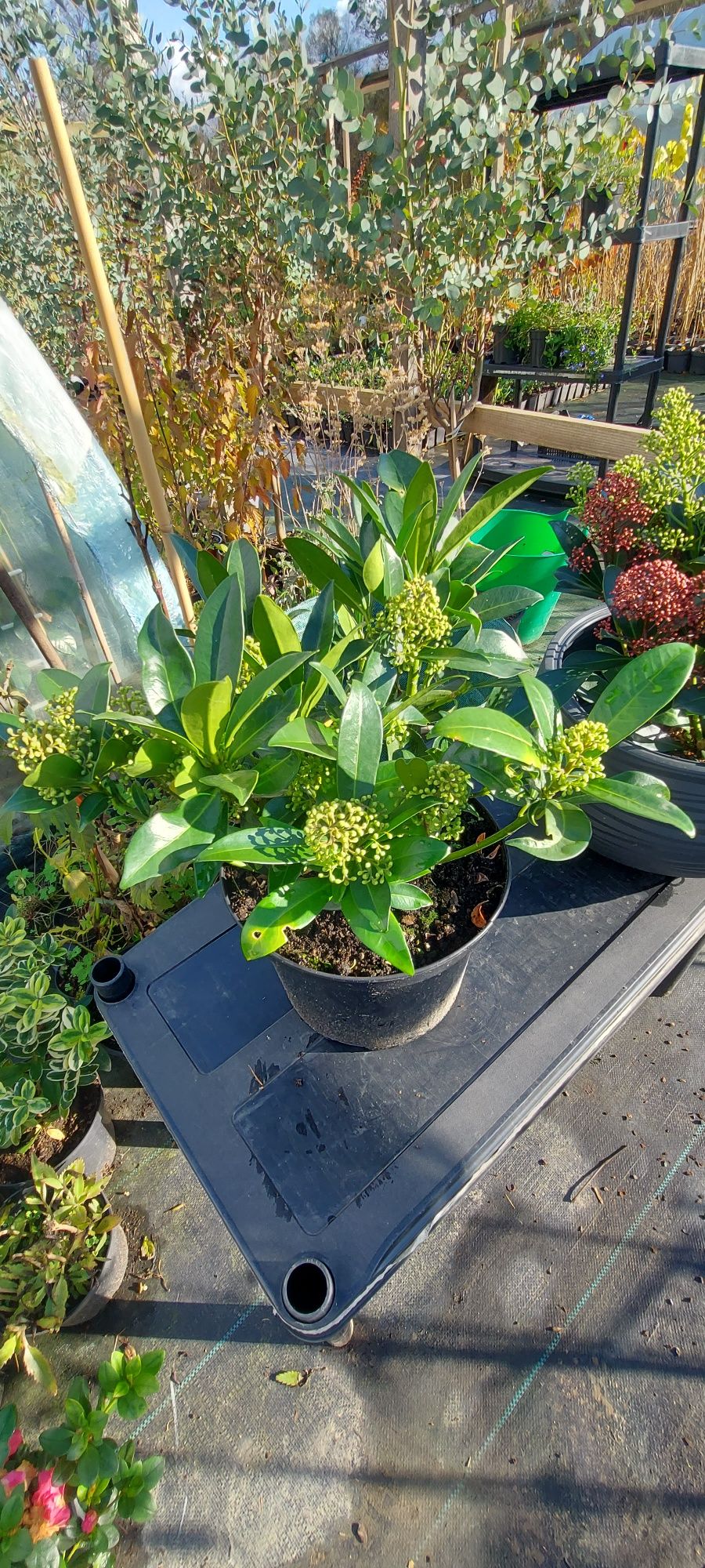 Skimmia Japonica,  żeńskie odmiany I męskie