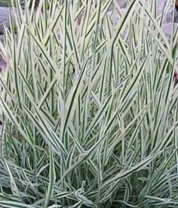 Kłosówka miękka biala  niska trawa ozdobna variegata