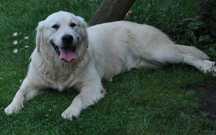 Golden Retriever 9 miesięczna suczka