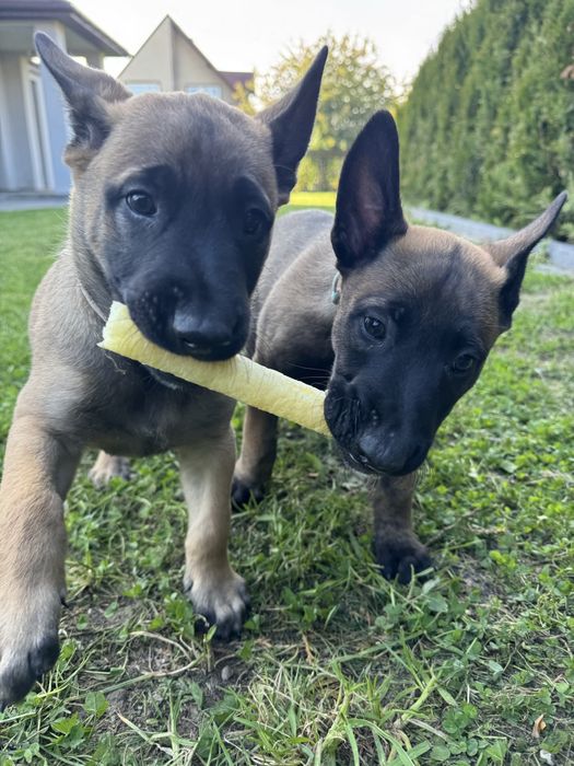 Szczeniak Owczarek Belgijski Malinois FCI