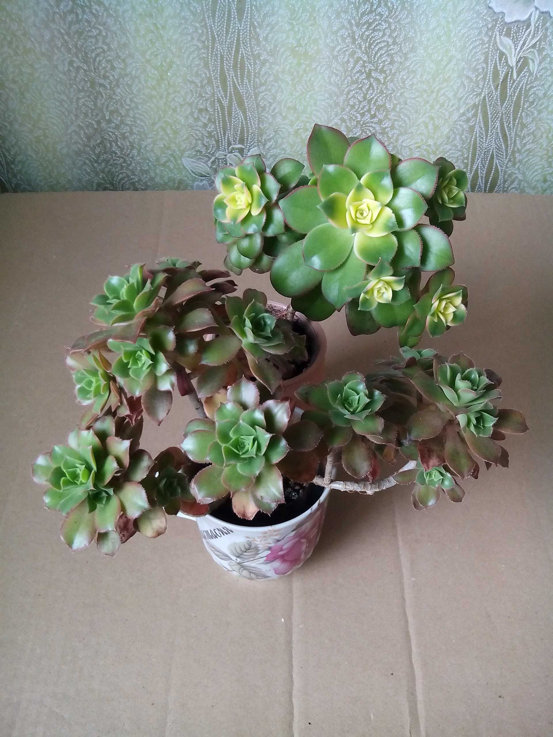 Сукуленти. Echeveria.Еоніуми Декорум,Аізон. Красула Перфората