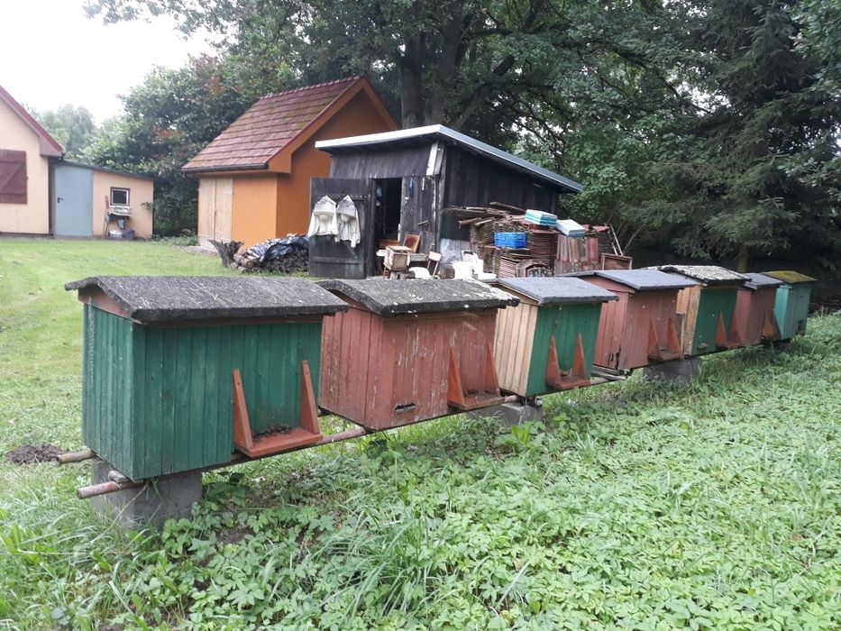 Ule warszawskie poszerzane z pszczołami