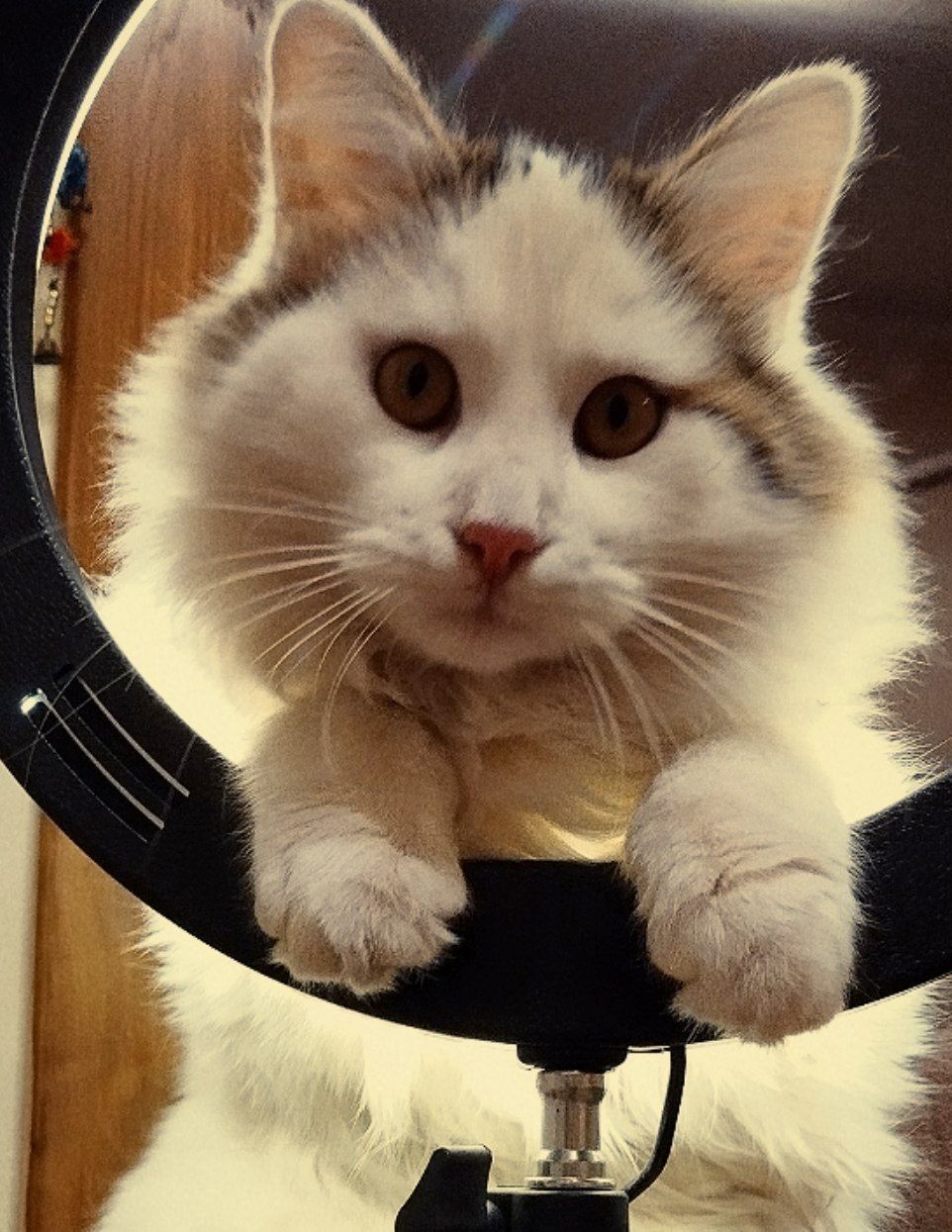 Котята метисы Турецкого Вана и Мейн Куна
