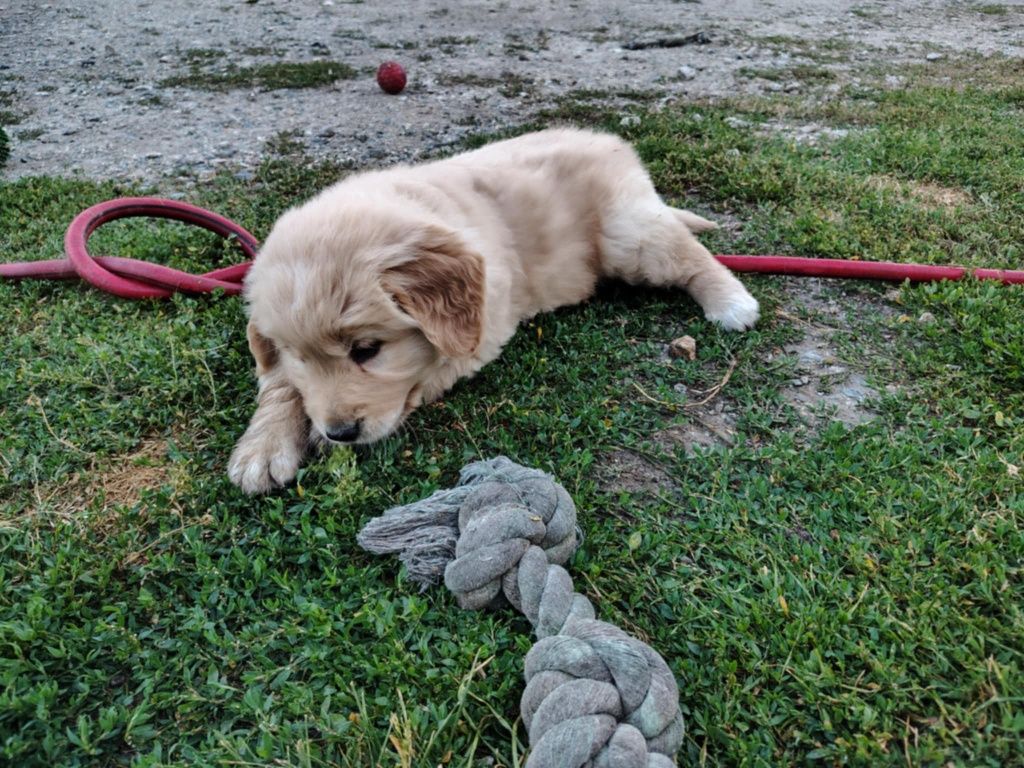 Golden Retriever