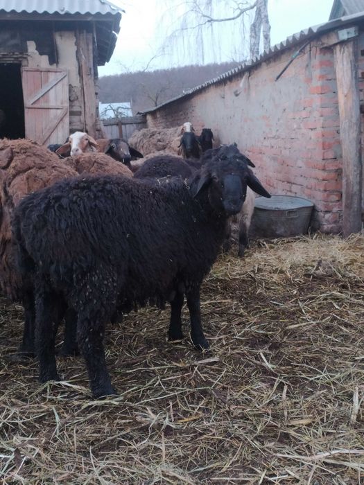 Вівці курдючної породи для розведення.