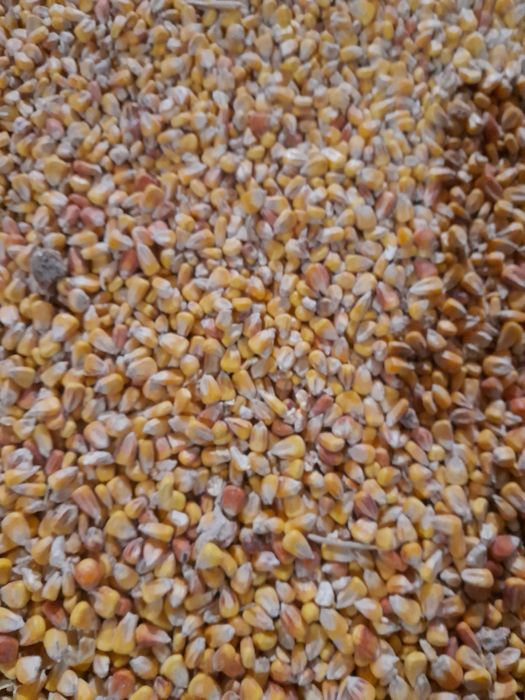 Kukurydza sucha 2025