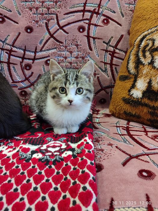 Віддам кошенят, котят