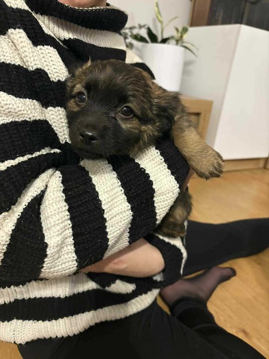 Pieski za darmo Kalisz małe