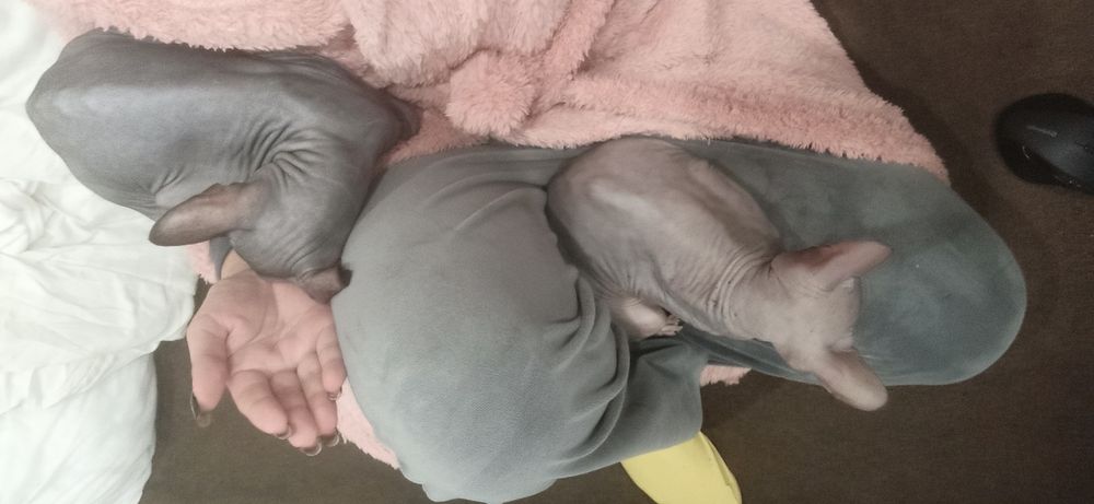 Пара канадських сфінксів