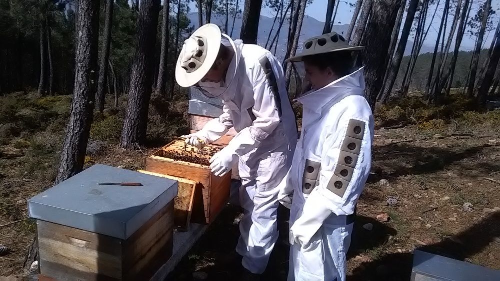 Enxames de abelhas Apis mellifera e rainhas