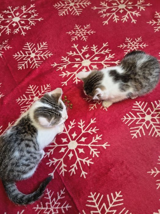 Віддам кошенят в добрі турботливі руки