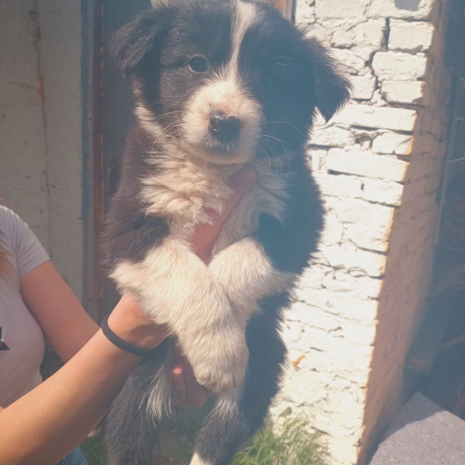 Віддам цуценят у Добрі руки