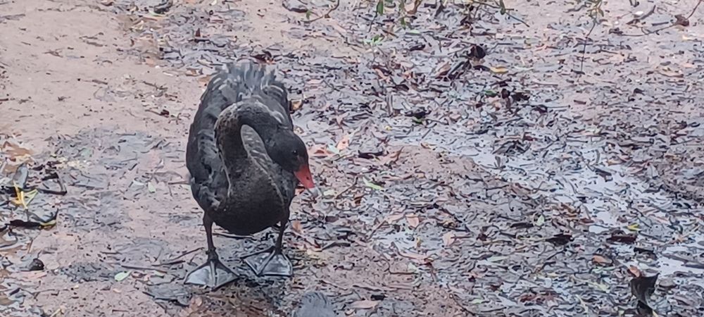 Cisne macho deste ano