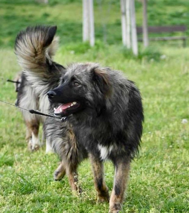 ROMUALD  1 rok , spokojny uratowany w Bułgarii do adopcji