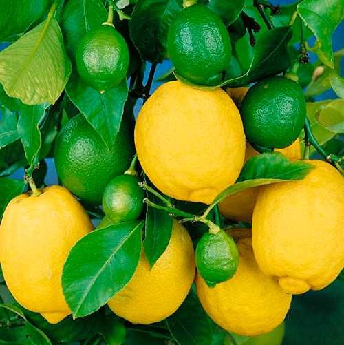Саджанці лимона, апельсина, мандарина/Саженцы лимона, апельсина