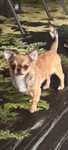 Rasowy pies chihuahua FCI