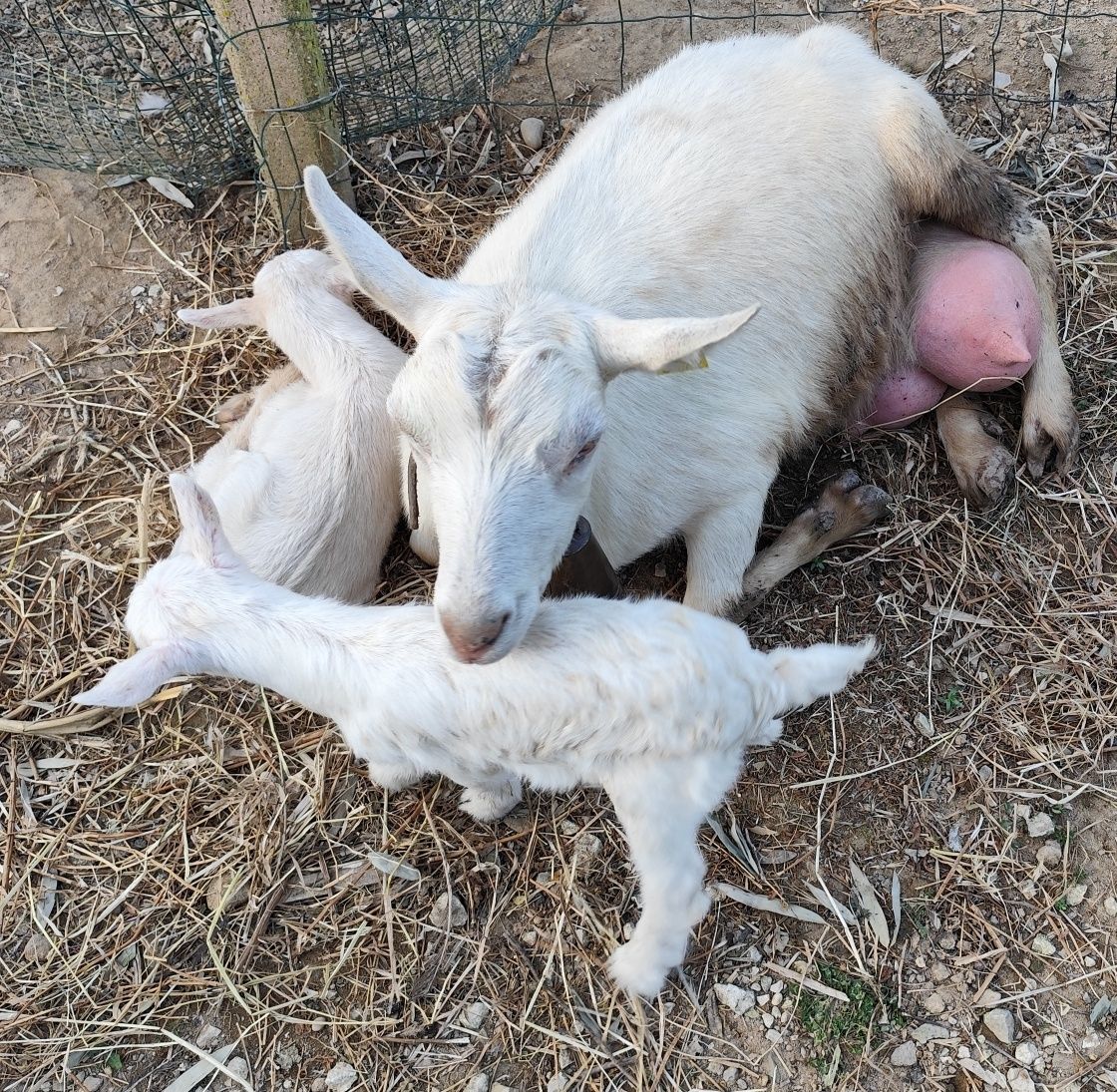 Cabrito sannen com 3 meses