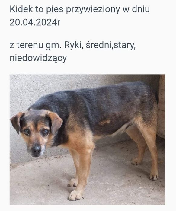 Kidek potrzebuje pomocy