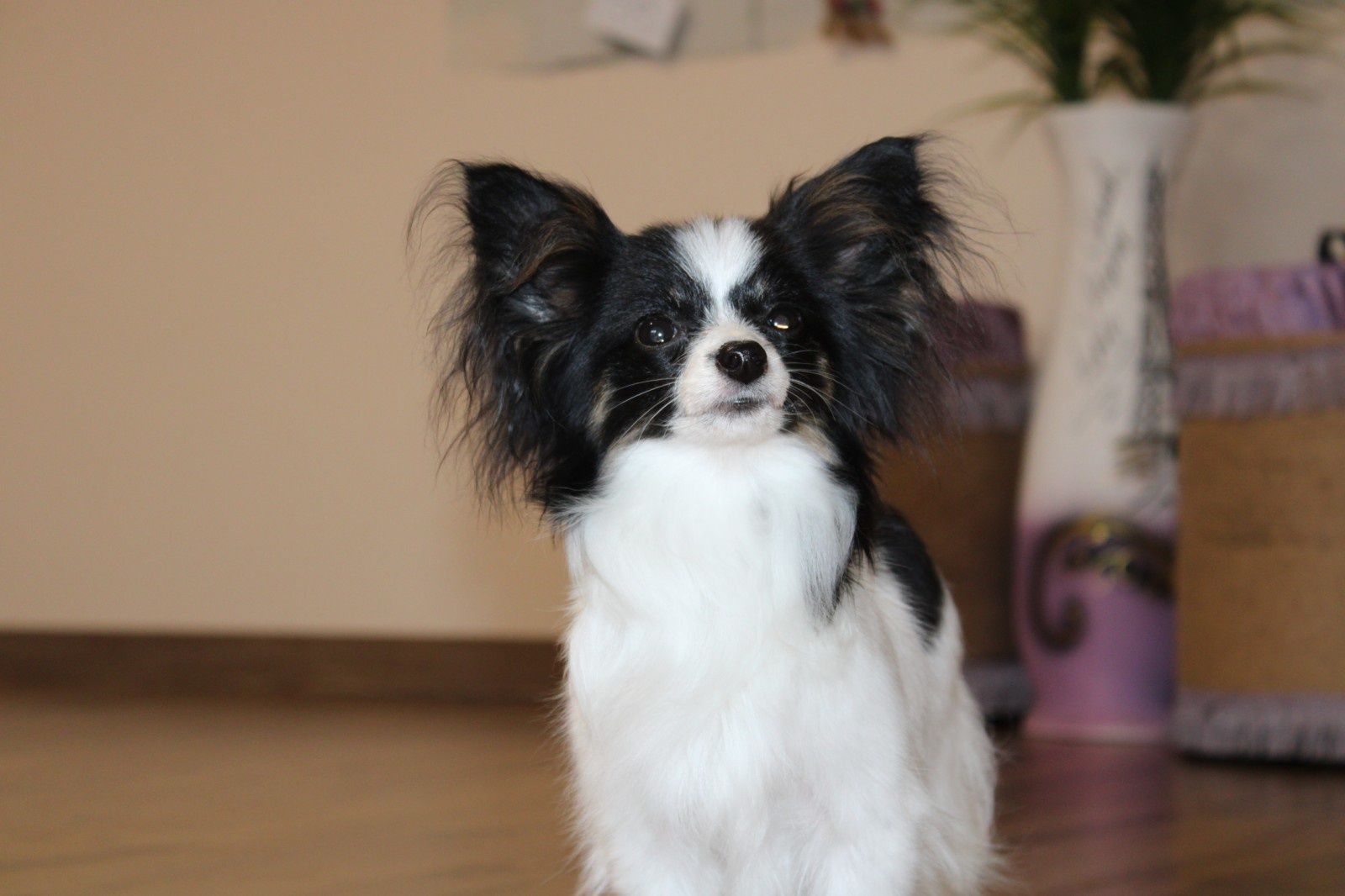 Супер мила мініатюрна дівчинка Папійон! FCI/КСУ kennel Papillon female