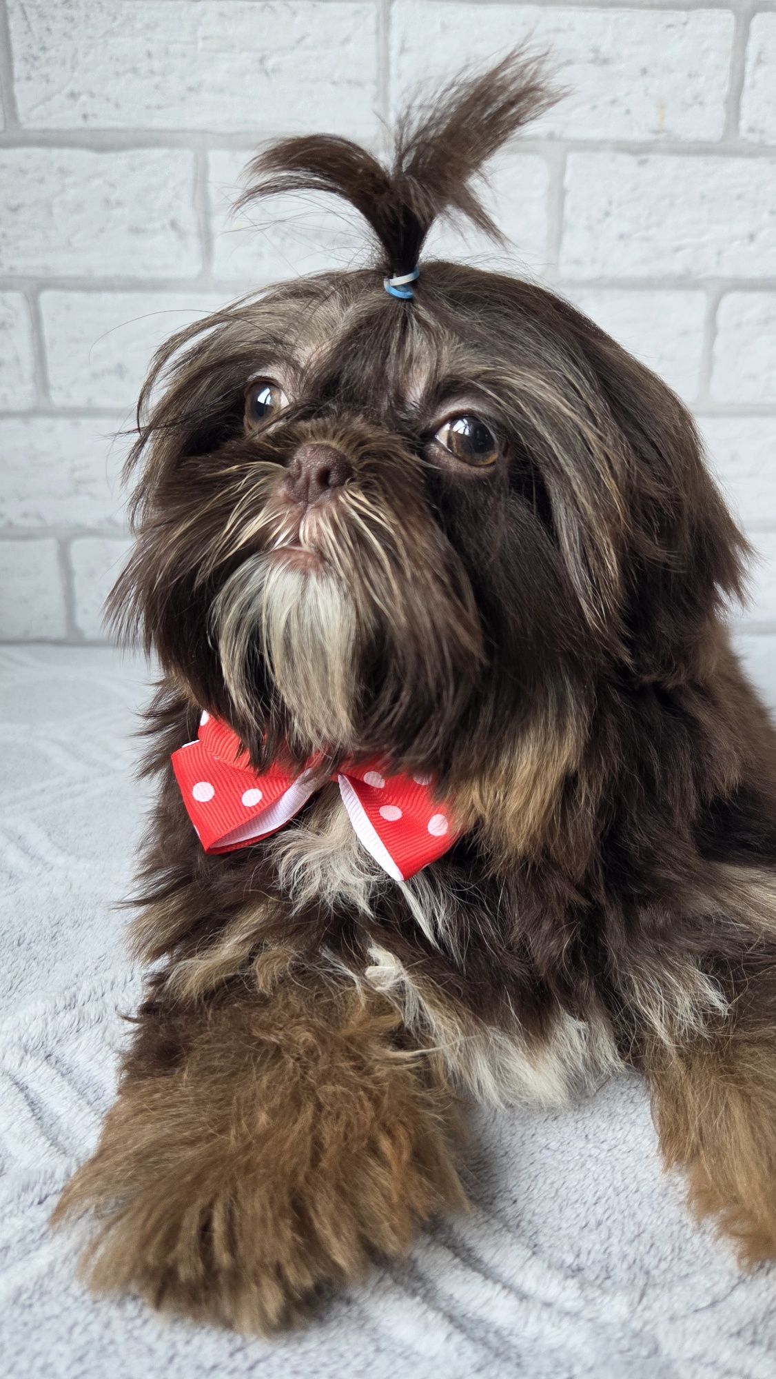 Shih Tzu  2,5 msc