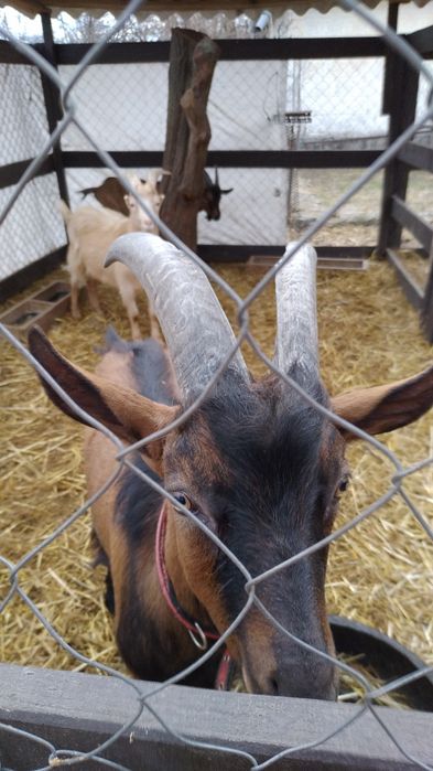 Кози Сімейна ферма розведення,утримання.