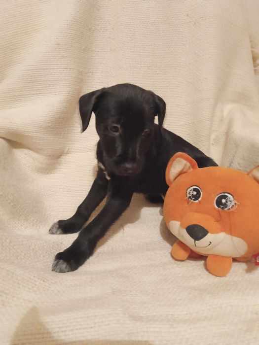 KERMIT szuka kochającej rodziny!