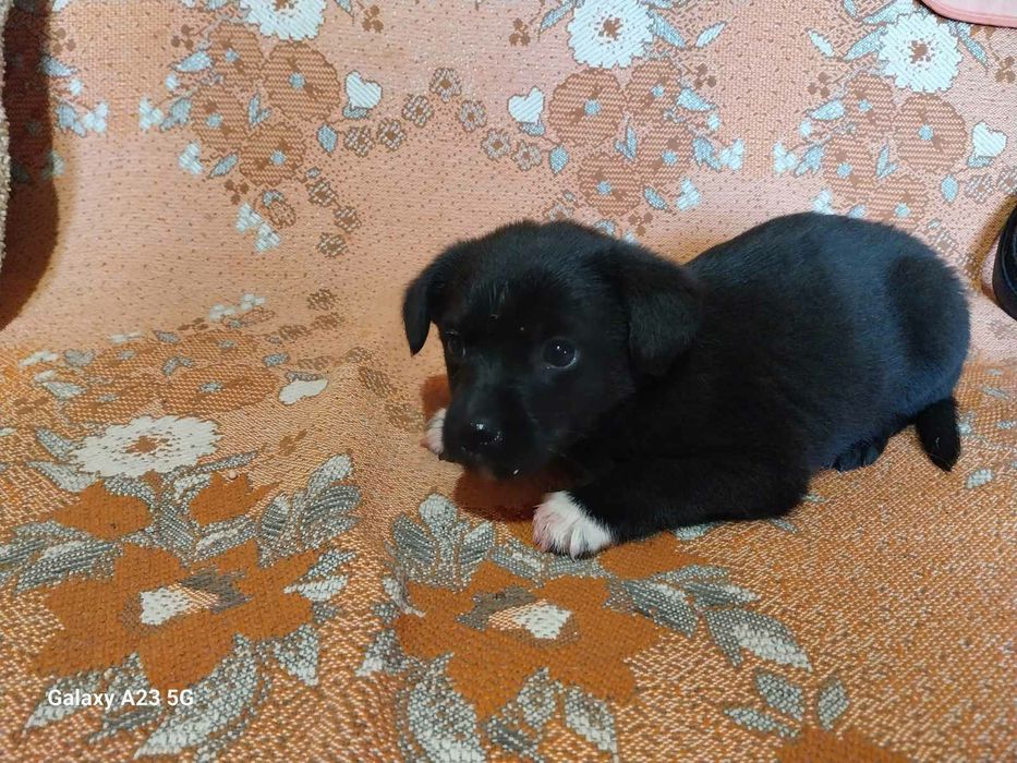 Віддаю цуценя в добрі руки