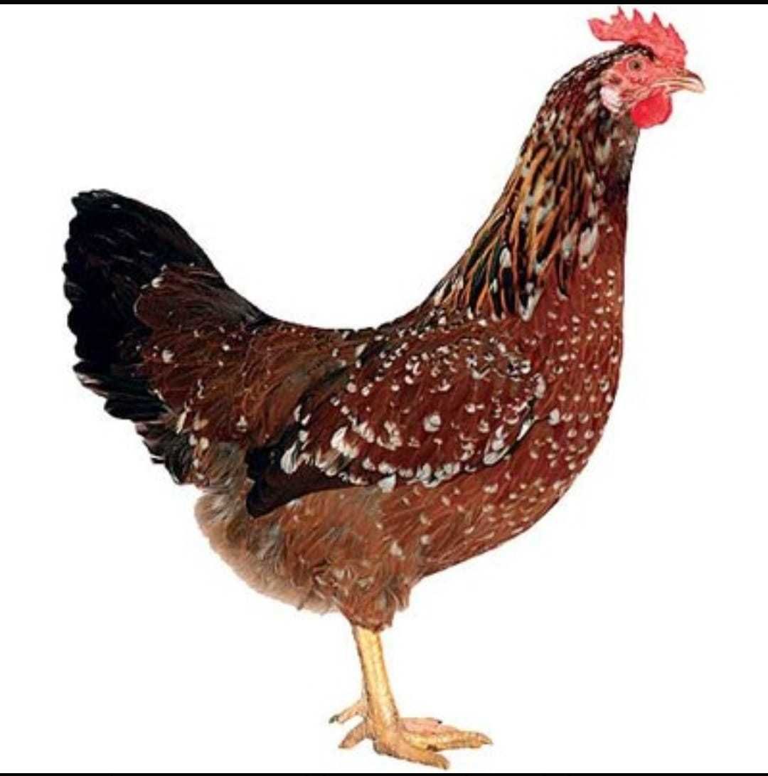 Kury Rosa Leghorn Dominant Lohman Greenshel