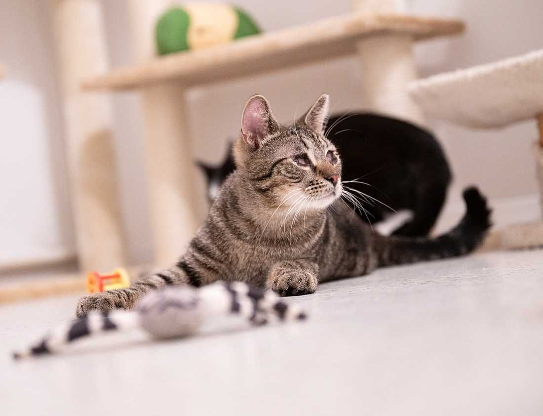 Tobi ślepaczek do adopcji