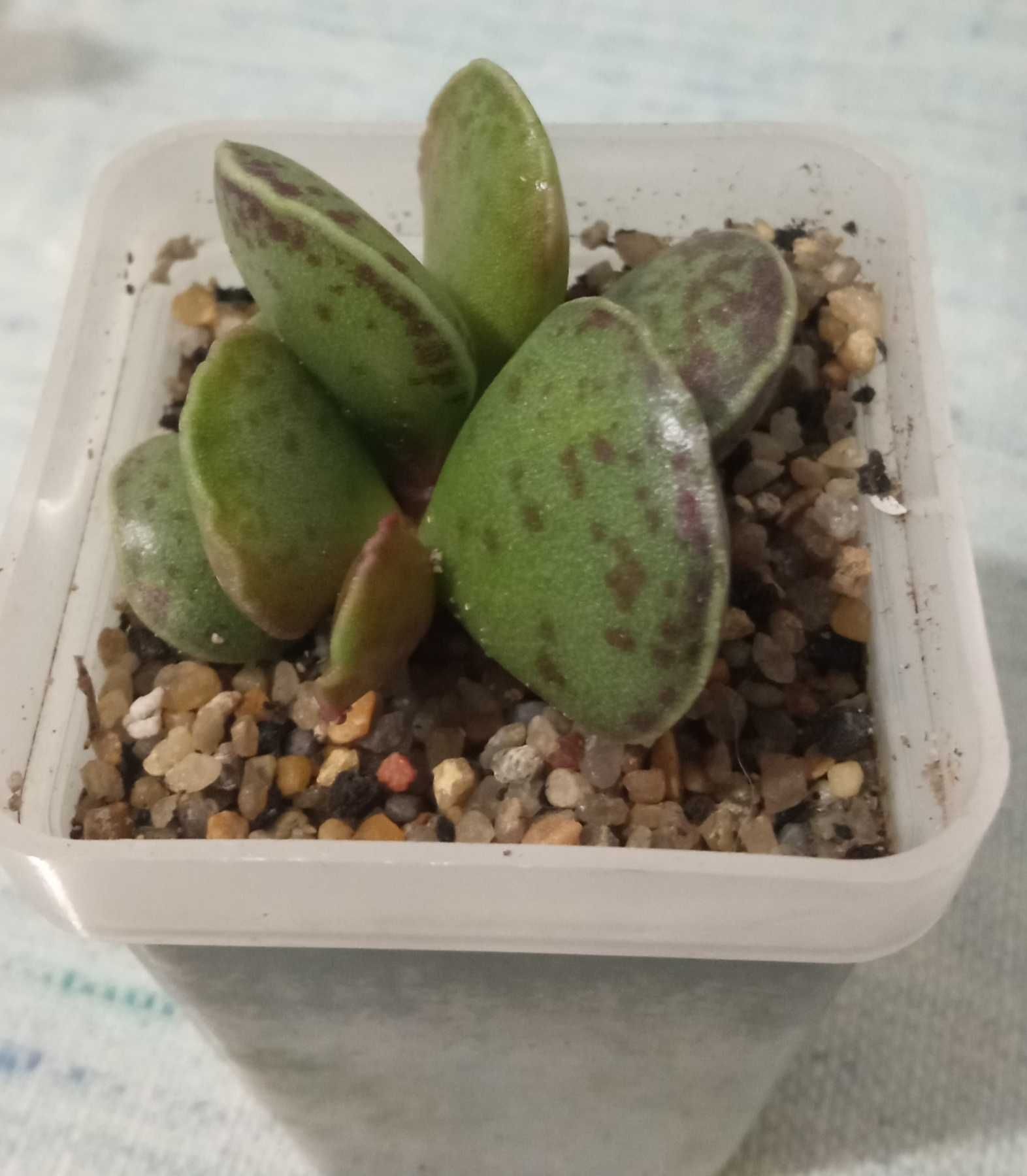 Adromischus cooperi