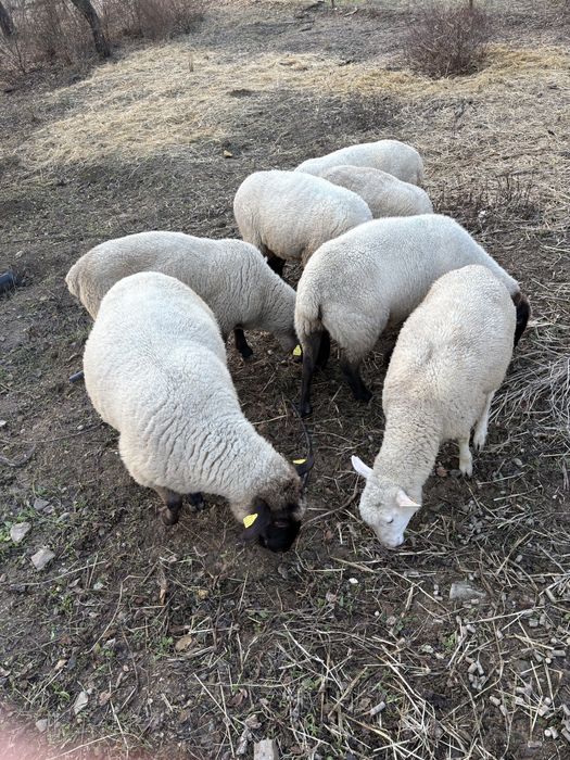 6 Ovelhas e 1 Carneiro