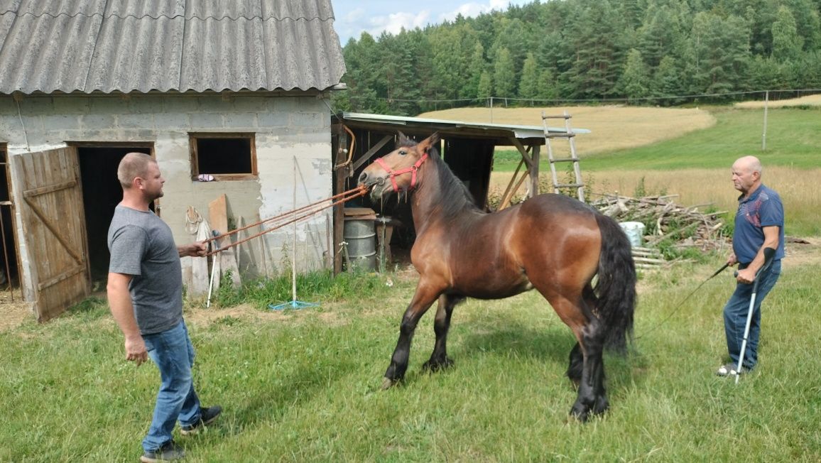 Źrebak 11 miesięcy