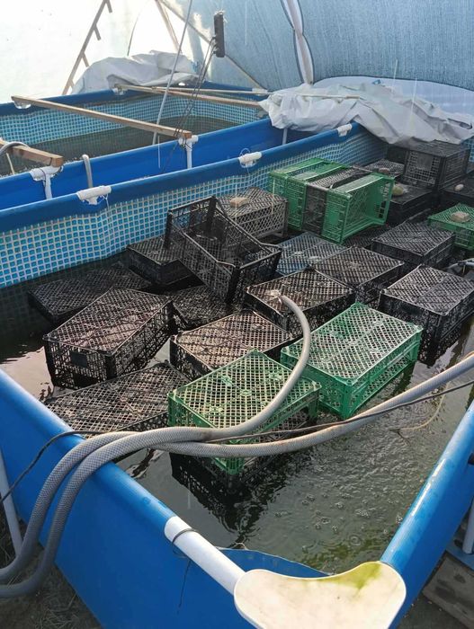 Комплект обладнання для вирощування креветки Макробрахіум Розенберга