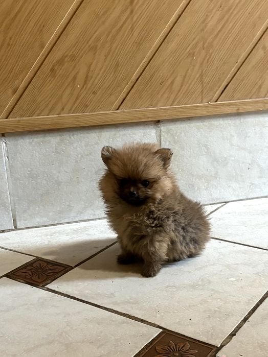 Szpic miniatura szczeniak