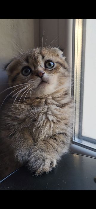 2 хлопчика   золотий и серебро