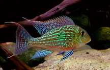 Ziemiojad geophagus sveni