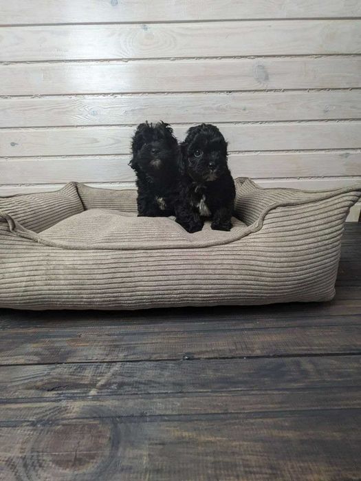 Щенки породы мальтипу