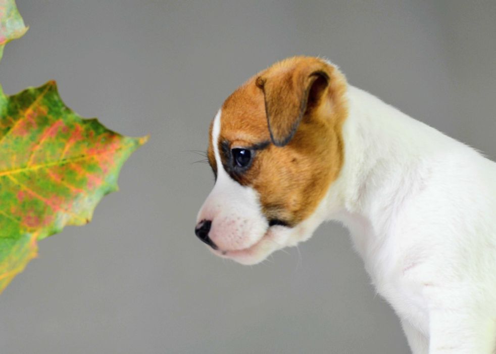 Gładkowłosa AKIRA– rasowy Jack Russell Terrier, metryka ZKwP/FCI