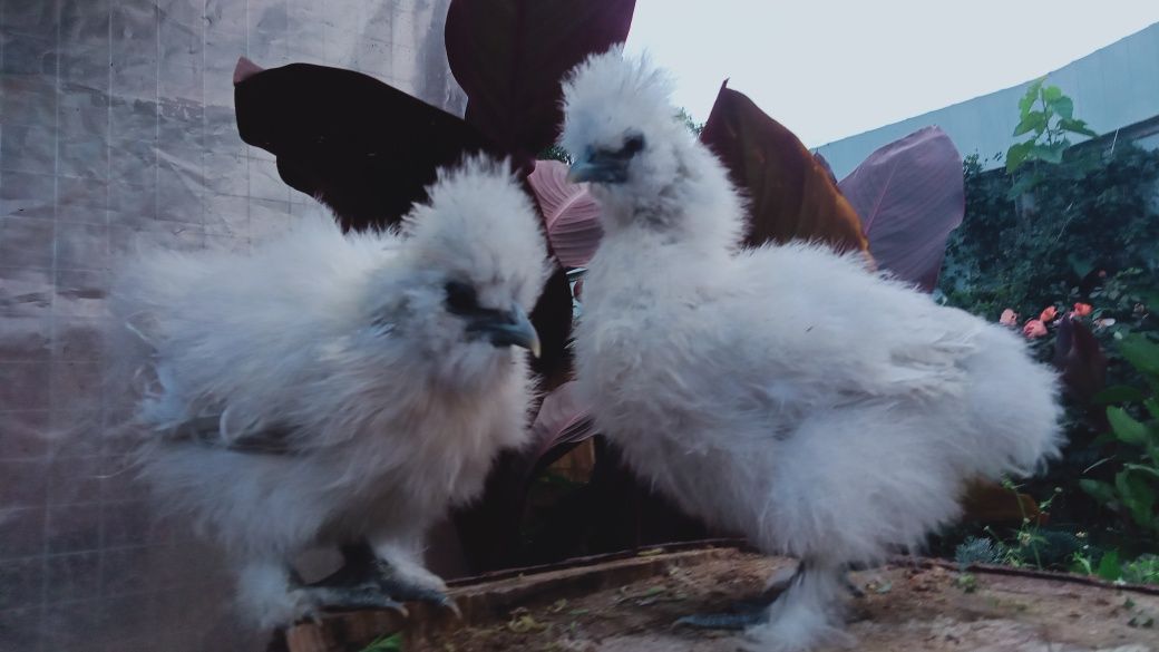 Китайські шовкові silkie кури інкубаційне яйце