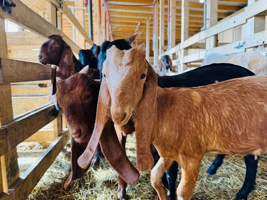 КАМОРІ 50% та 75%