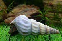 Ślimak Brotia Herculea albinos