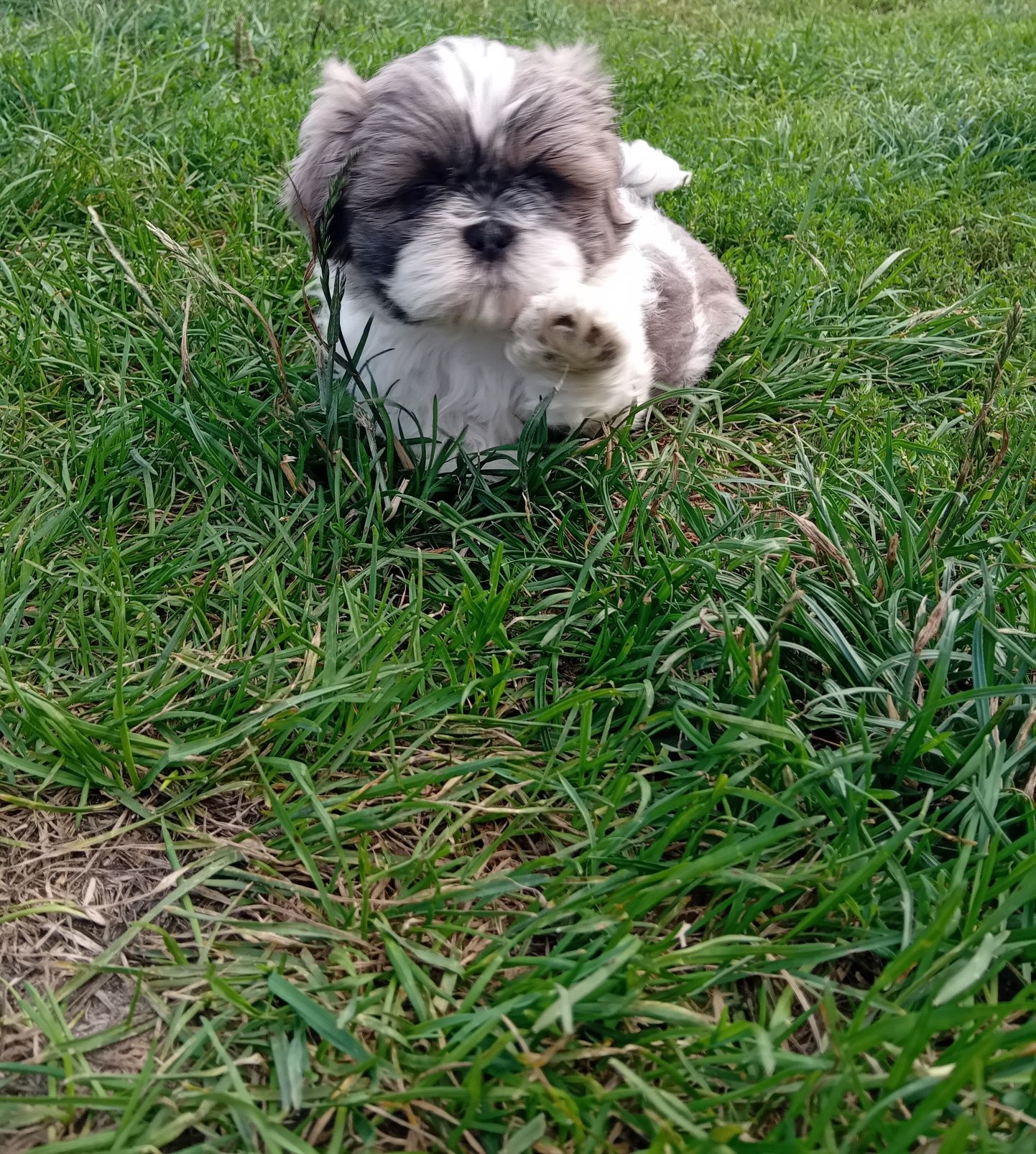Szczeniak Shih-Tzu