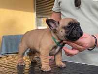 Bouledogue Francês c/ LOP e afixo
