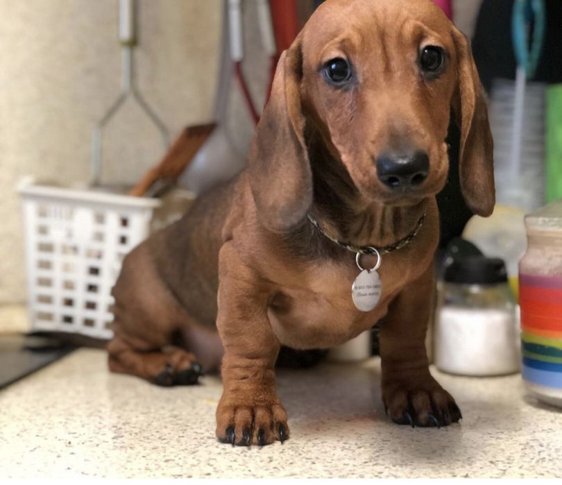 Мальчики и девочки карликовой таксы