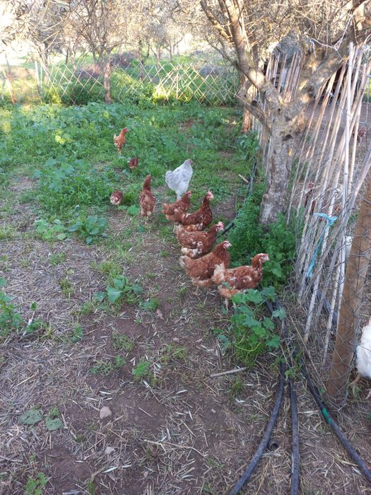 galinhas poedeiras    puras