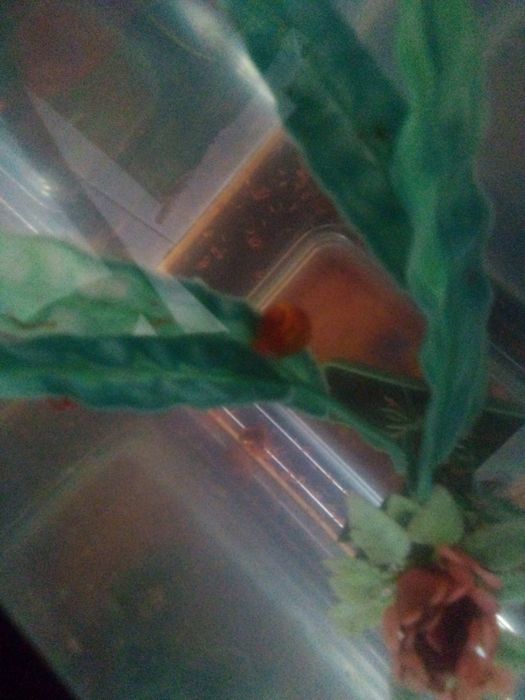 10 caracóis planorbis