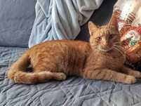 Rudi - pieszczoch do adopcji